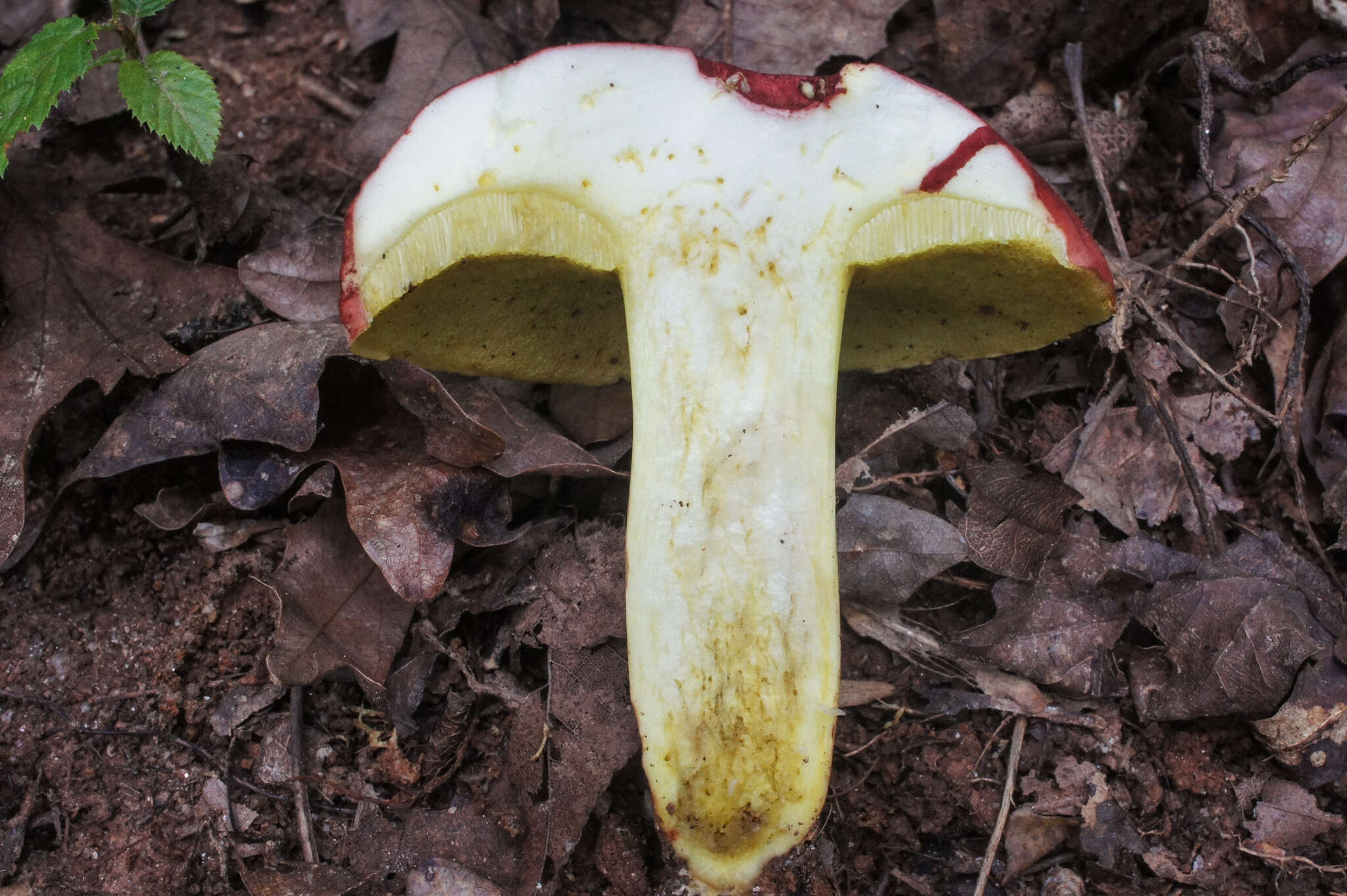 Image of Boletus roodyi B. Ortiz, D. P. Lewis & Both 2009