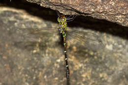 Image of Green-striped Darner