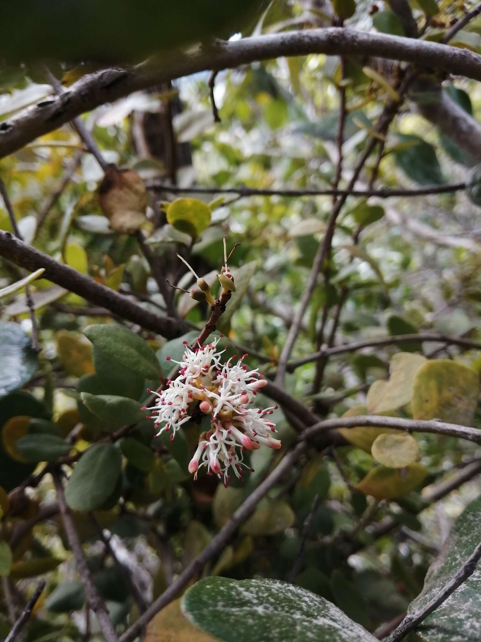 Image of Notanthera heterophyllus G. Don