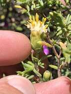 Image of Pteronia succulenta Thunb.