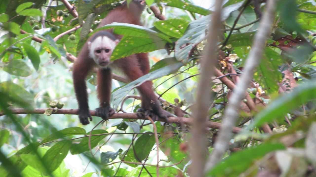 Image of varied capuchin