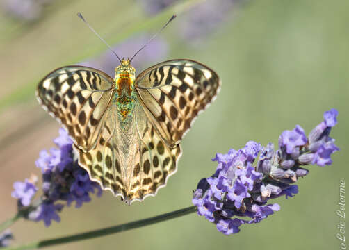 Image of Argynnis paphia valesina Esper 1800