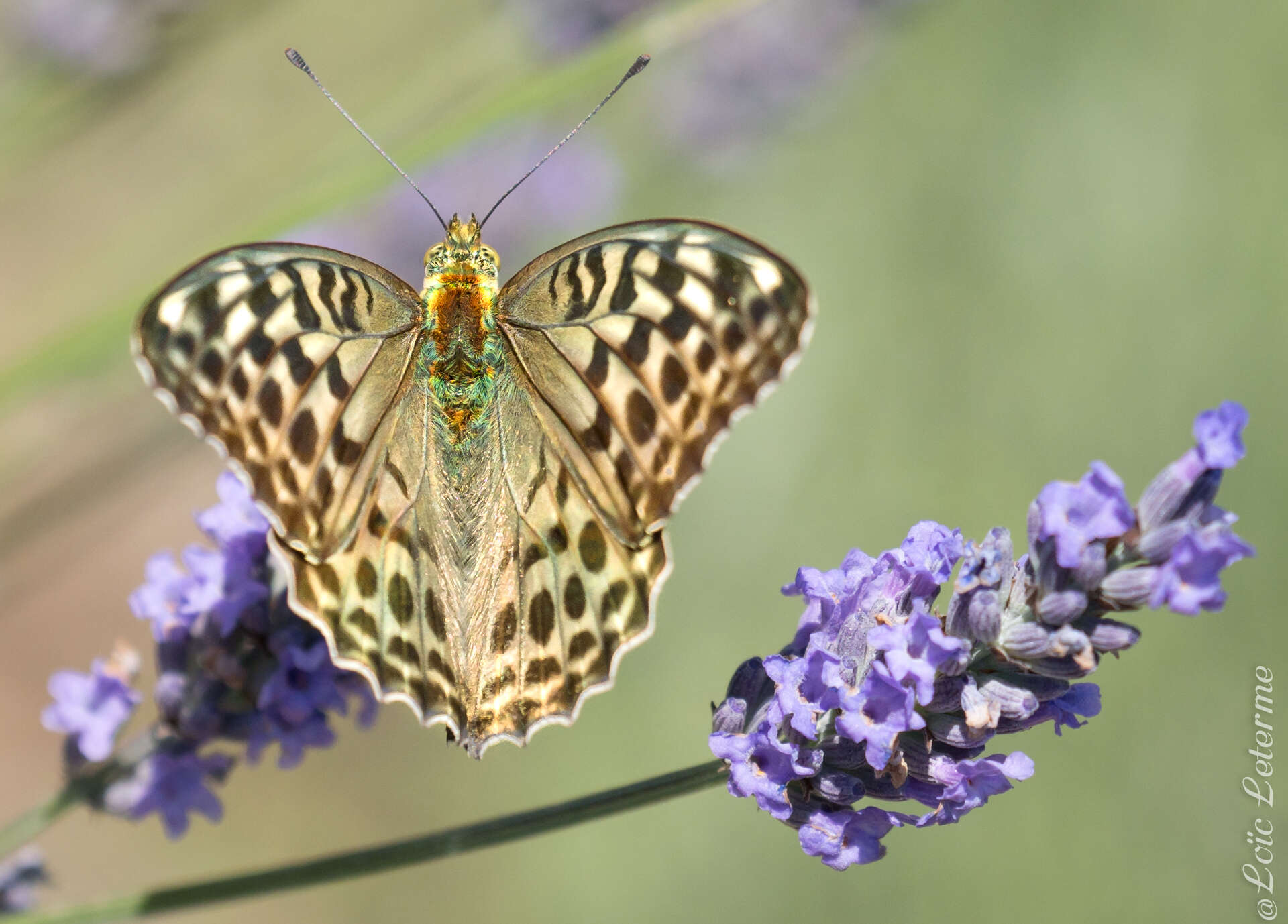 Image of Argynnis paphia valesina Esper 1800