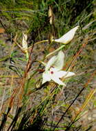 Image de Disa schlechteriana Bolus