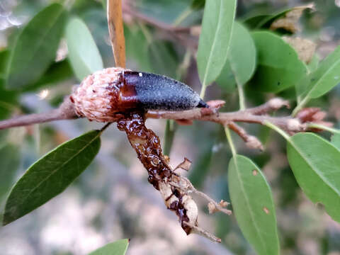 Image de Lonsdalea quercina