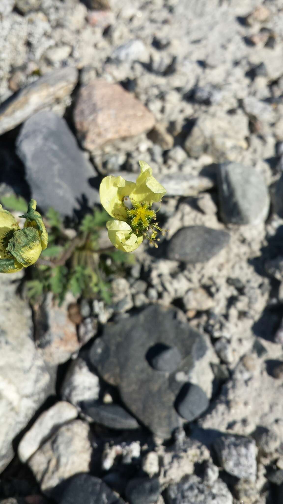 Image de Pavot arctique