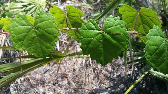 صورة Vitis rotundifolia var. munsoniana (Simpson ex Munson) M. O. Moore