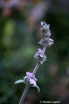 Imagem de Stachys cretica subsp. salviifolia (Ten.) Rech. fil.