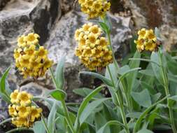 Image of Myosotis macrantha (Hook. fil.) Benth. & Hook. fil.