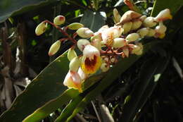 Image of Alpinia koshunensis Hayata