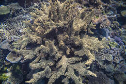 Sivun Acropora florida (Dana 1846) kuva