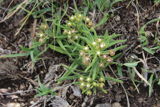 Schizoglossum bidens E. Mey.的圖片