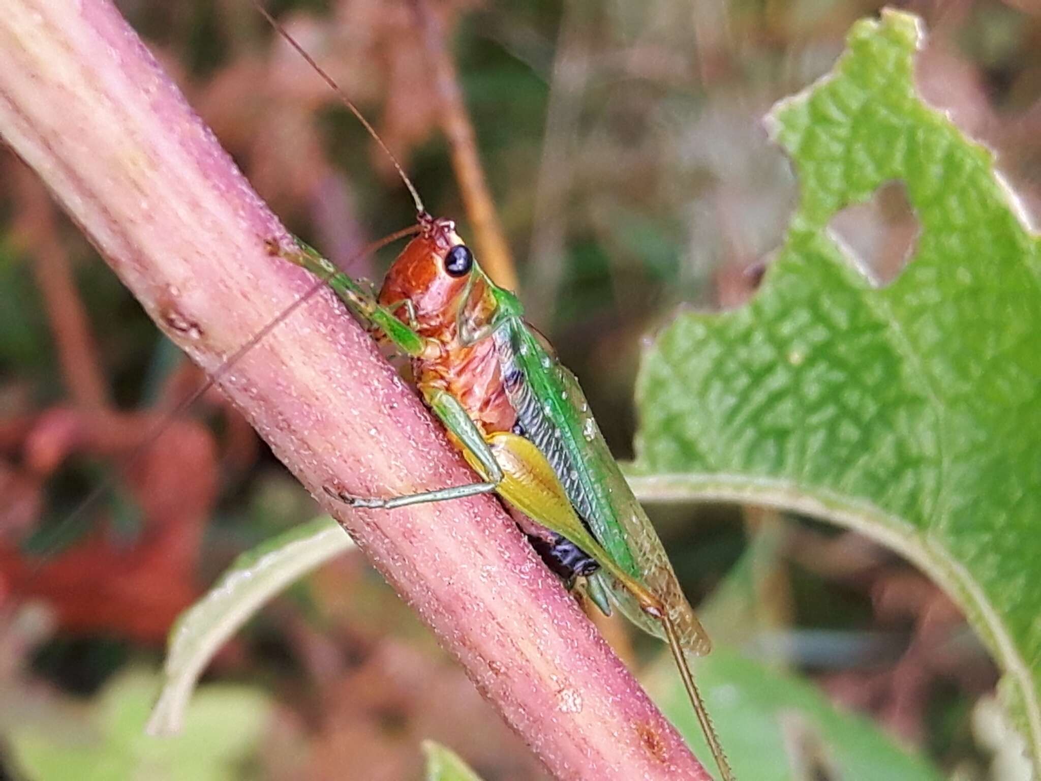 Слика од Conocephalus (Conocephalus) nigropleurum (Bruner & L. 1891)