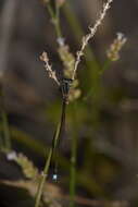 Image of Argentagrion ambiguum (Ris 1904)