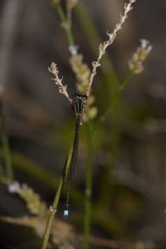 Argentagrion Fraser 1948的图像