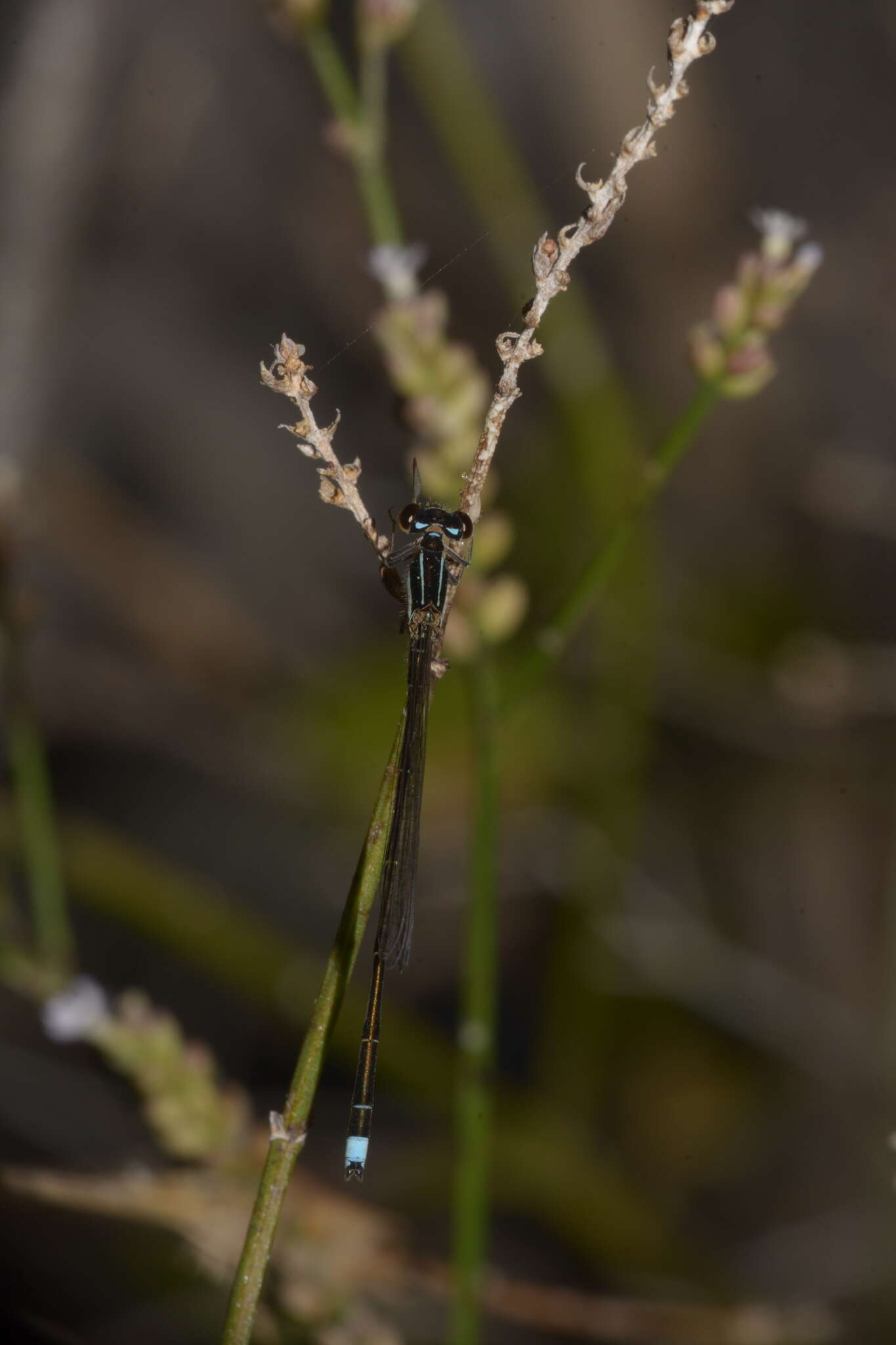 Image of Argentagrion ambiguum (Ris 1904)