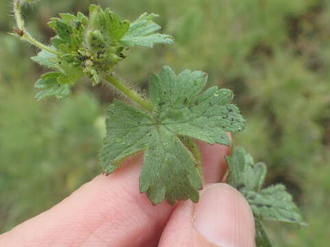 Imagem de Geranium wakkerstroomianum R. Knuth