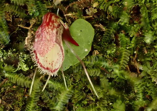 Image of Corybas taiwanensis T. P. Lin & S. Y. Leu