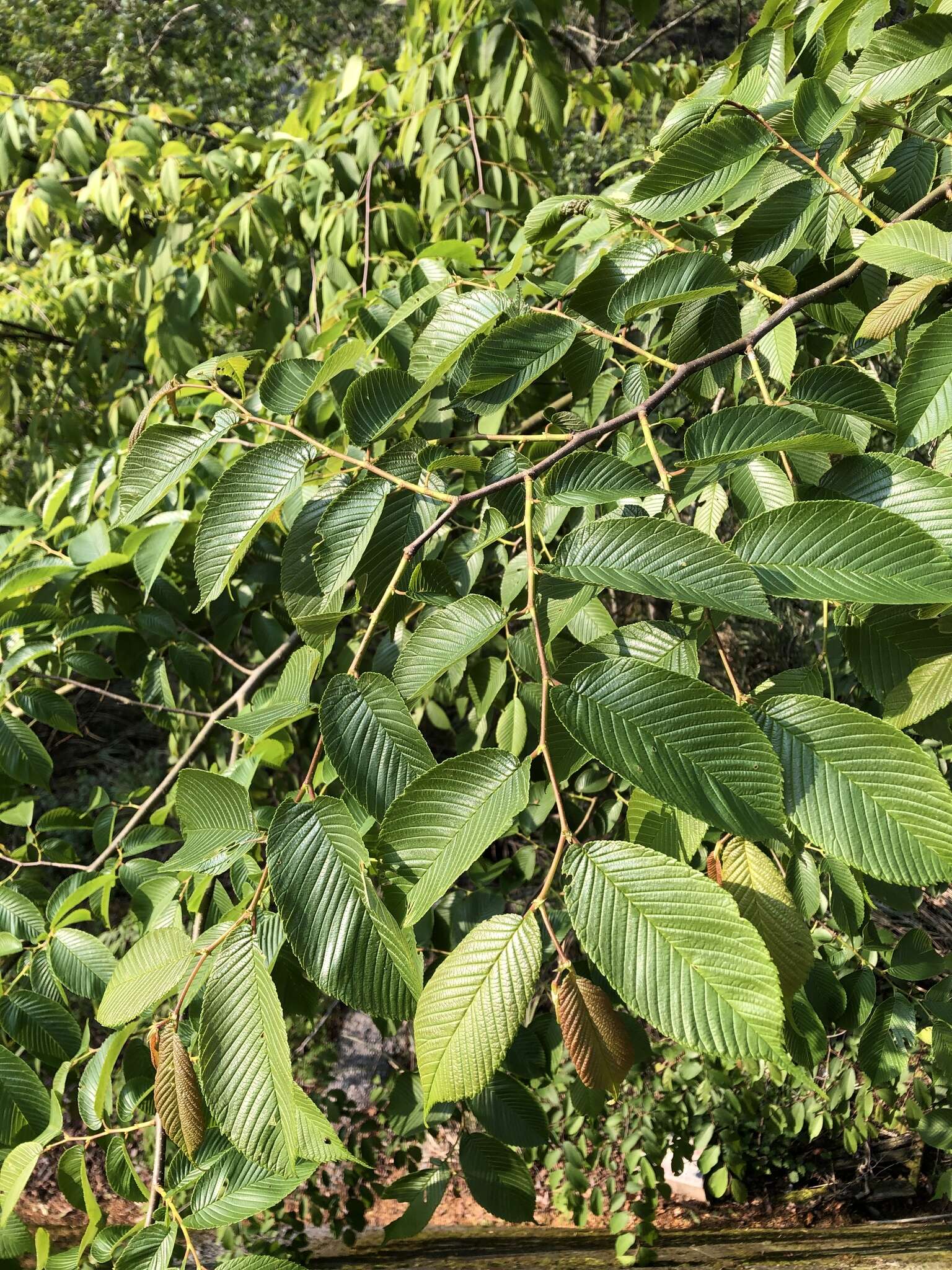 Image of Ulmus uyematsui Hayata