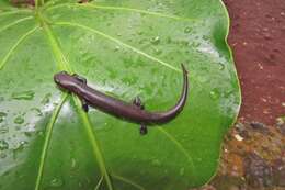 Image of Salamandra De Mombacho