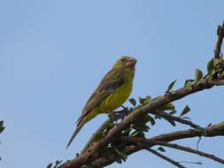 Image of Southern Grosbeak-Canary