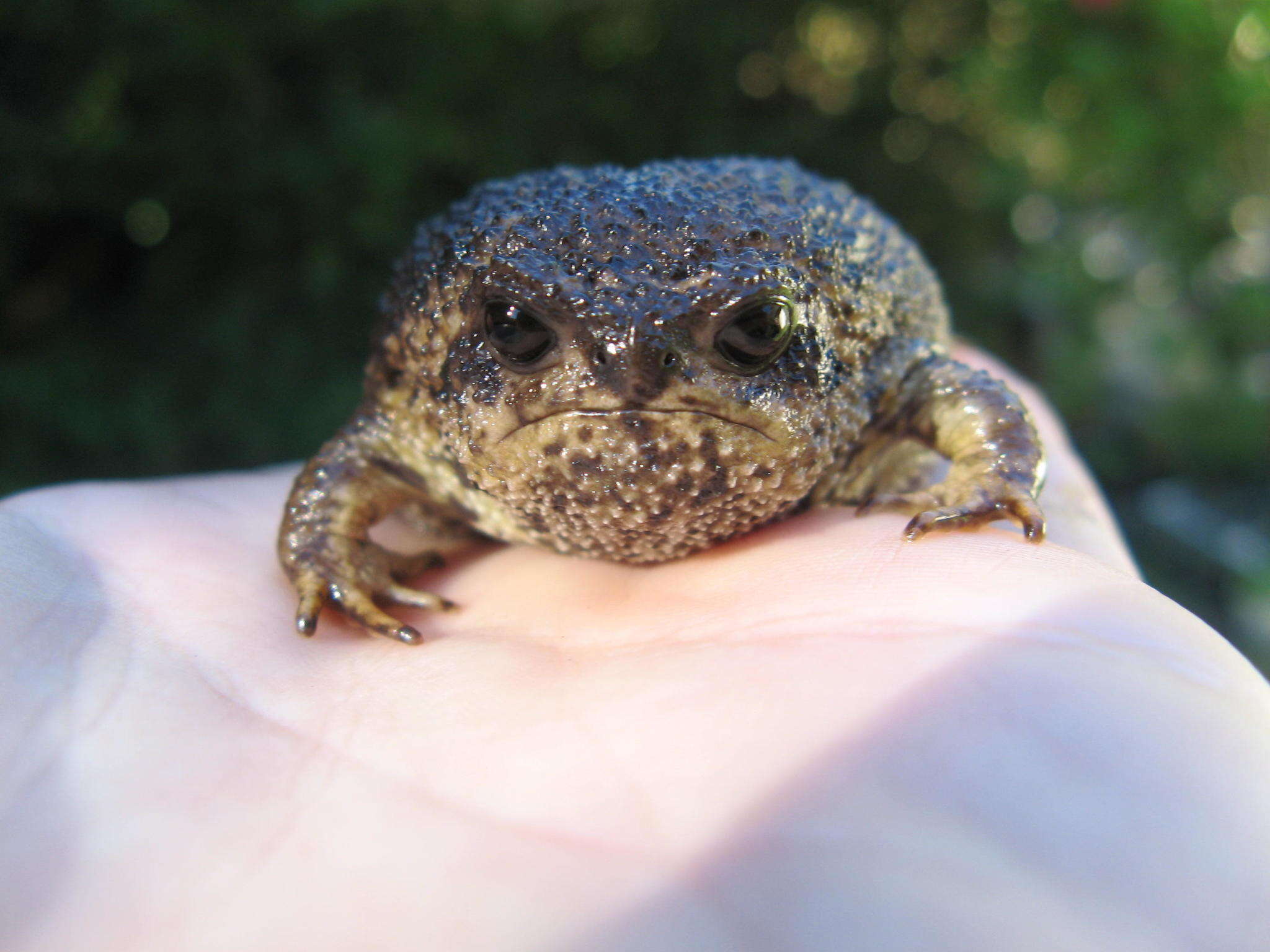 Image of Cape Rain Frog