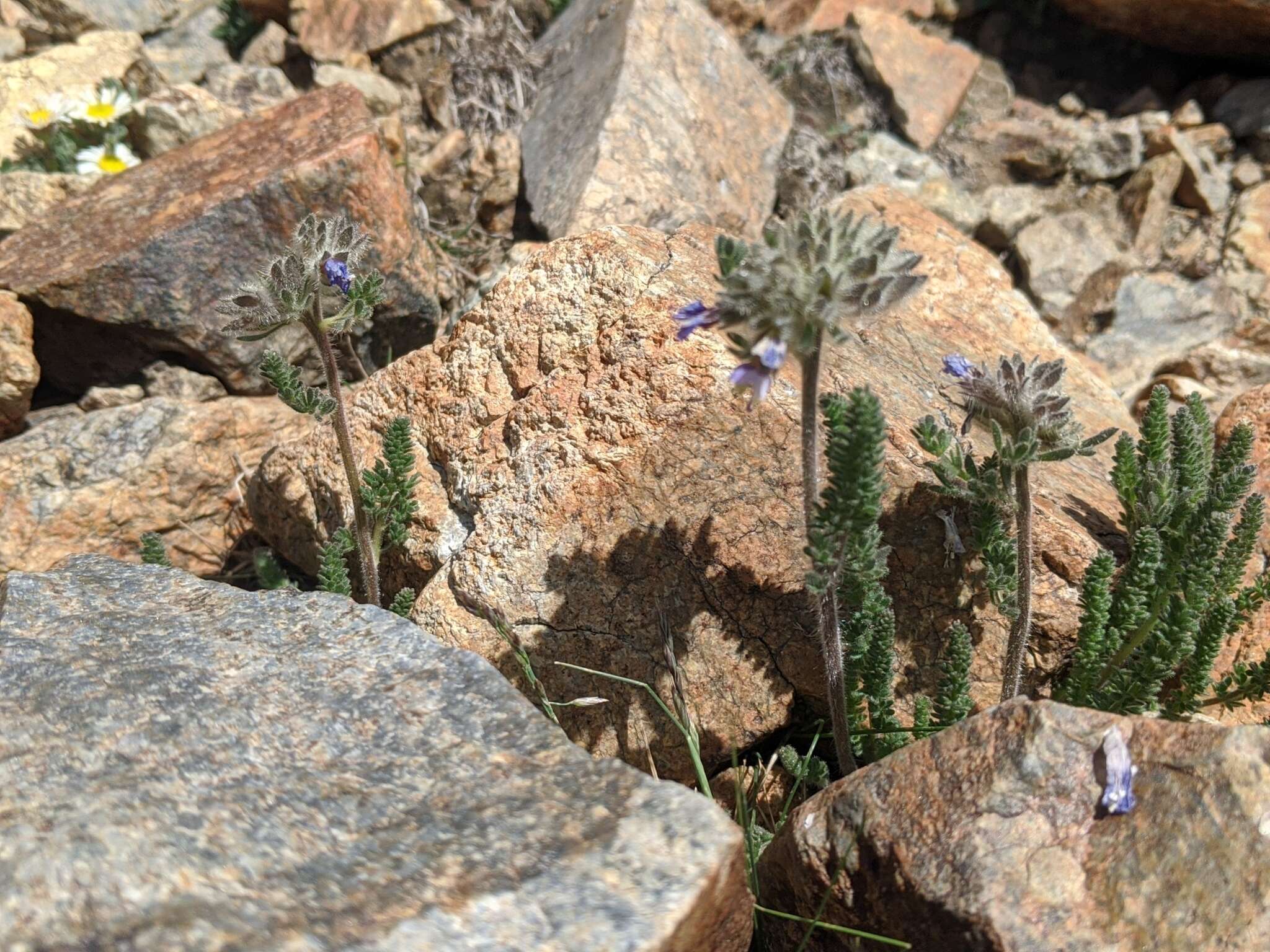 Слика од Polemonium chartaceum Mason