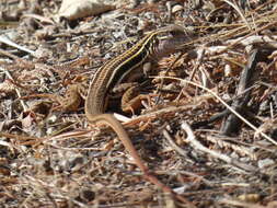 Image of Aspidoscelis sackii sackii (Wiegmann 1834)