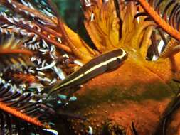 Image of Oneline clingfish