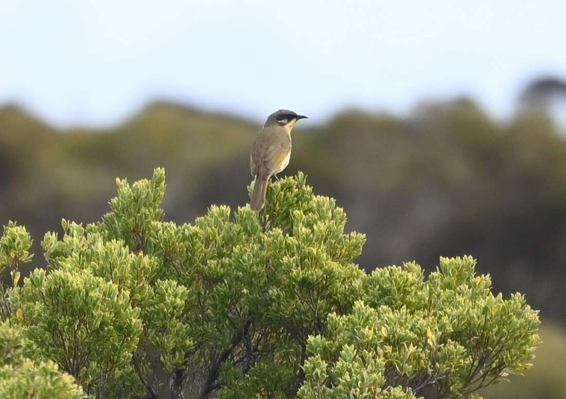 صورة Lichenostomus cratitius (Gould 1841)