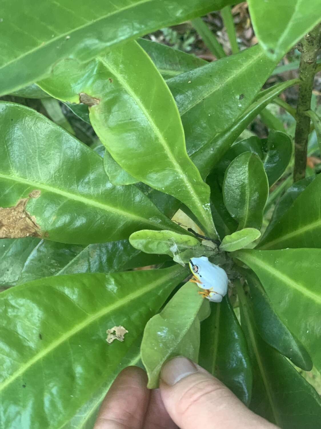 Image of Madagascar Reed Frog