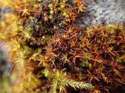 Image of bryoerythrophyllum moss