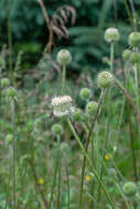 Image of Dipsacus inermis Wall.