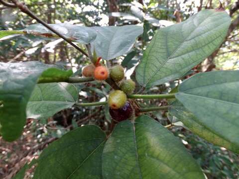 Ficus simplicissima Lour.的圖片