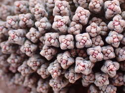 Image of Crassula corallina Thunb.