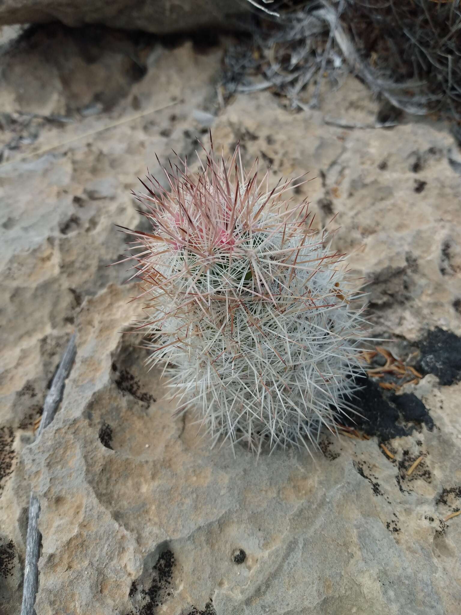 Image of Escobaria albicolumnaria Hester