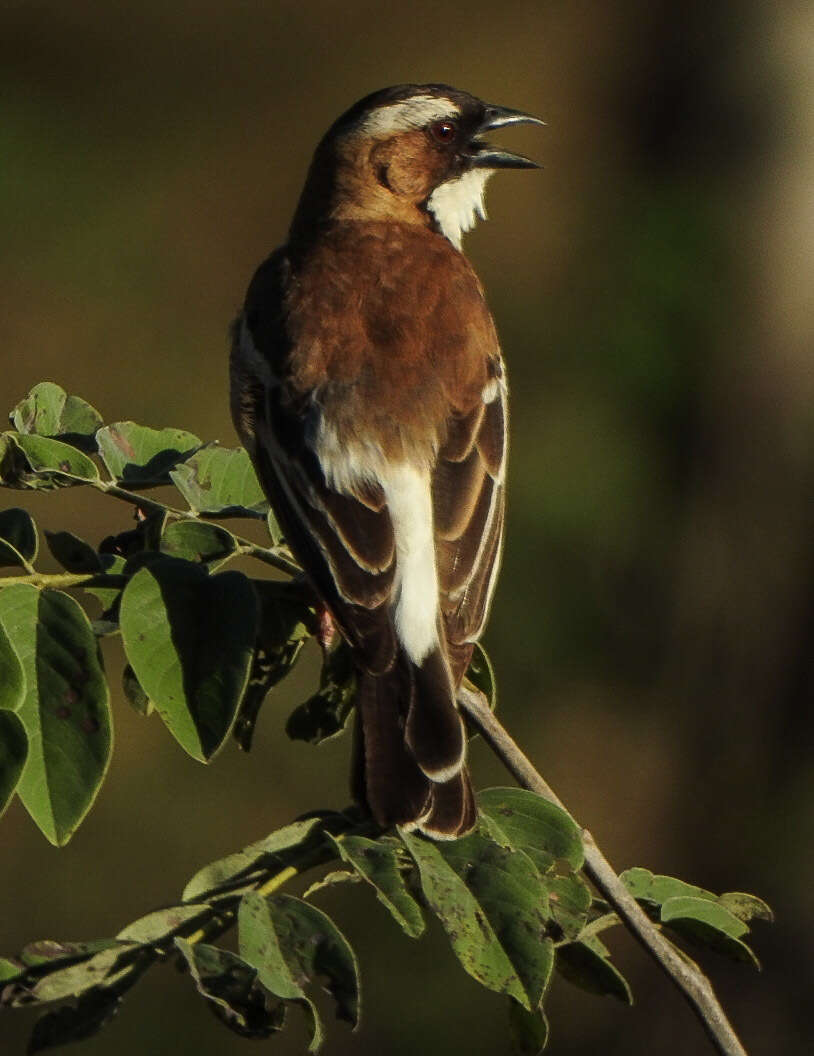 Image of sparrow-weaver