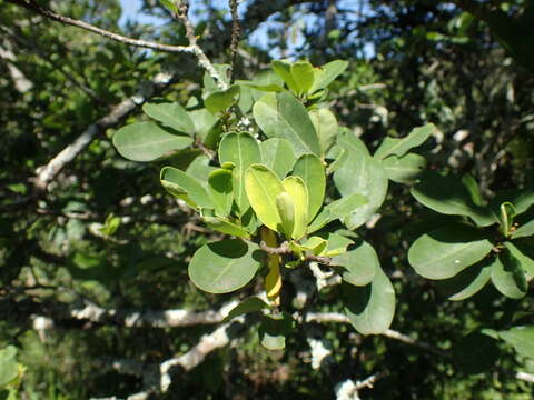 Erythroxylum pictum E. Mey.的圖片