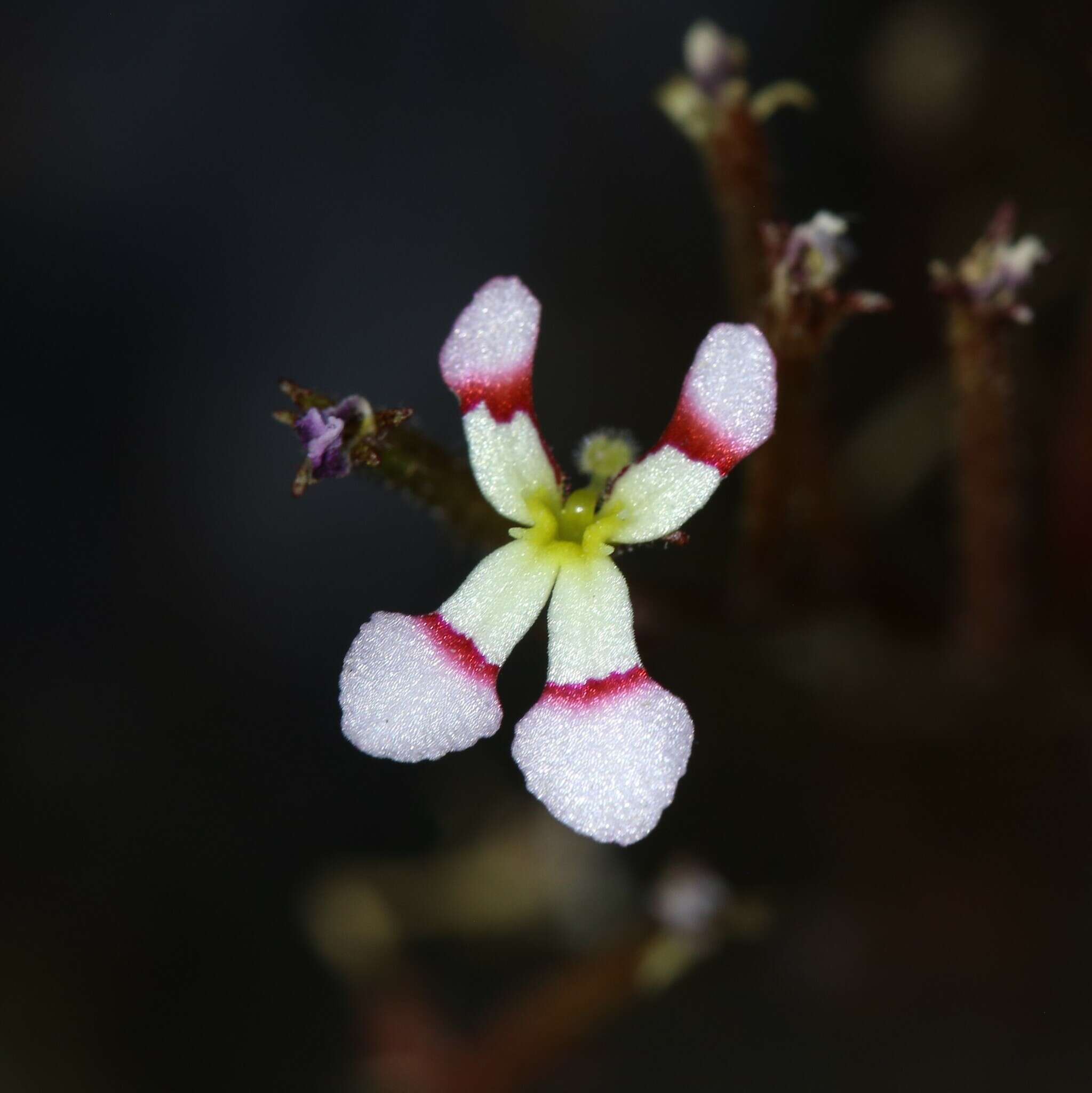 Image of Stylidium utricularioides Benth.