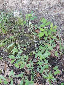 Imagem de Antennaria parlinii Fern.