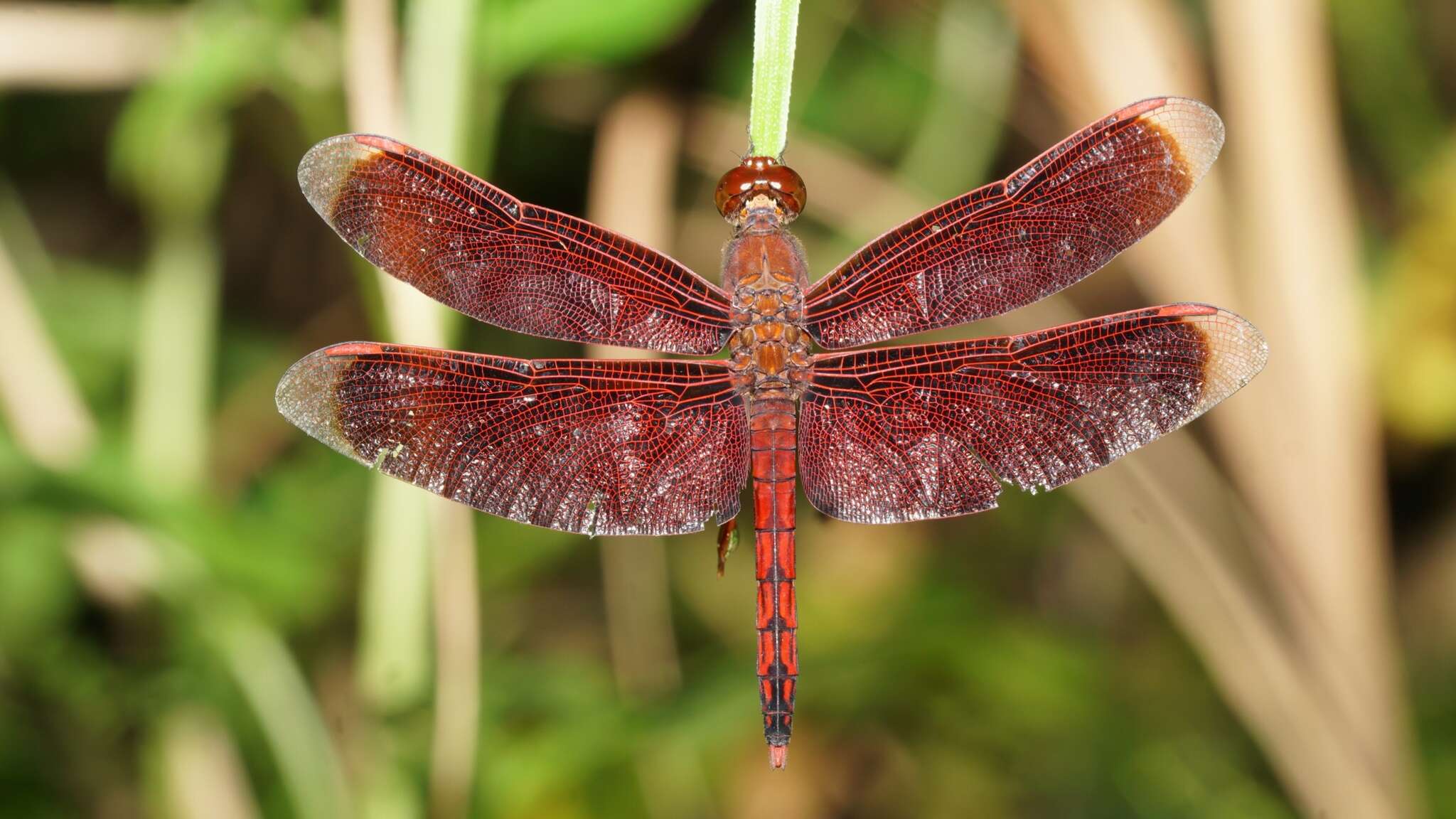 Слика од Neurothemis taiwanensis Seehausen & Dow 2016