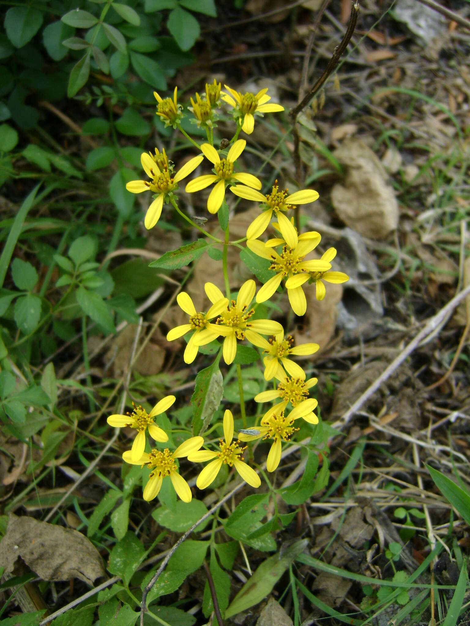 Слика од Bidens reptans (L.) G. Don