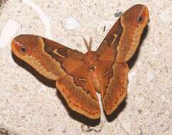 Image of Sweetbay Silk Moth