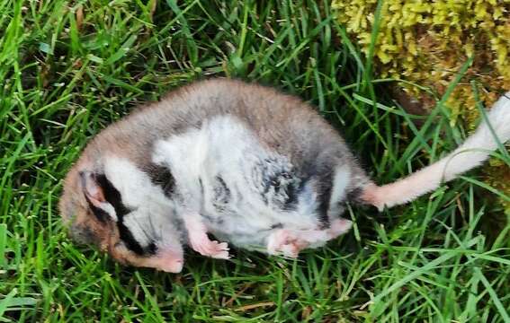 Image of European Garden Dormouse