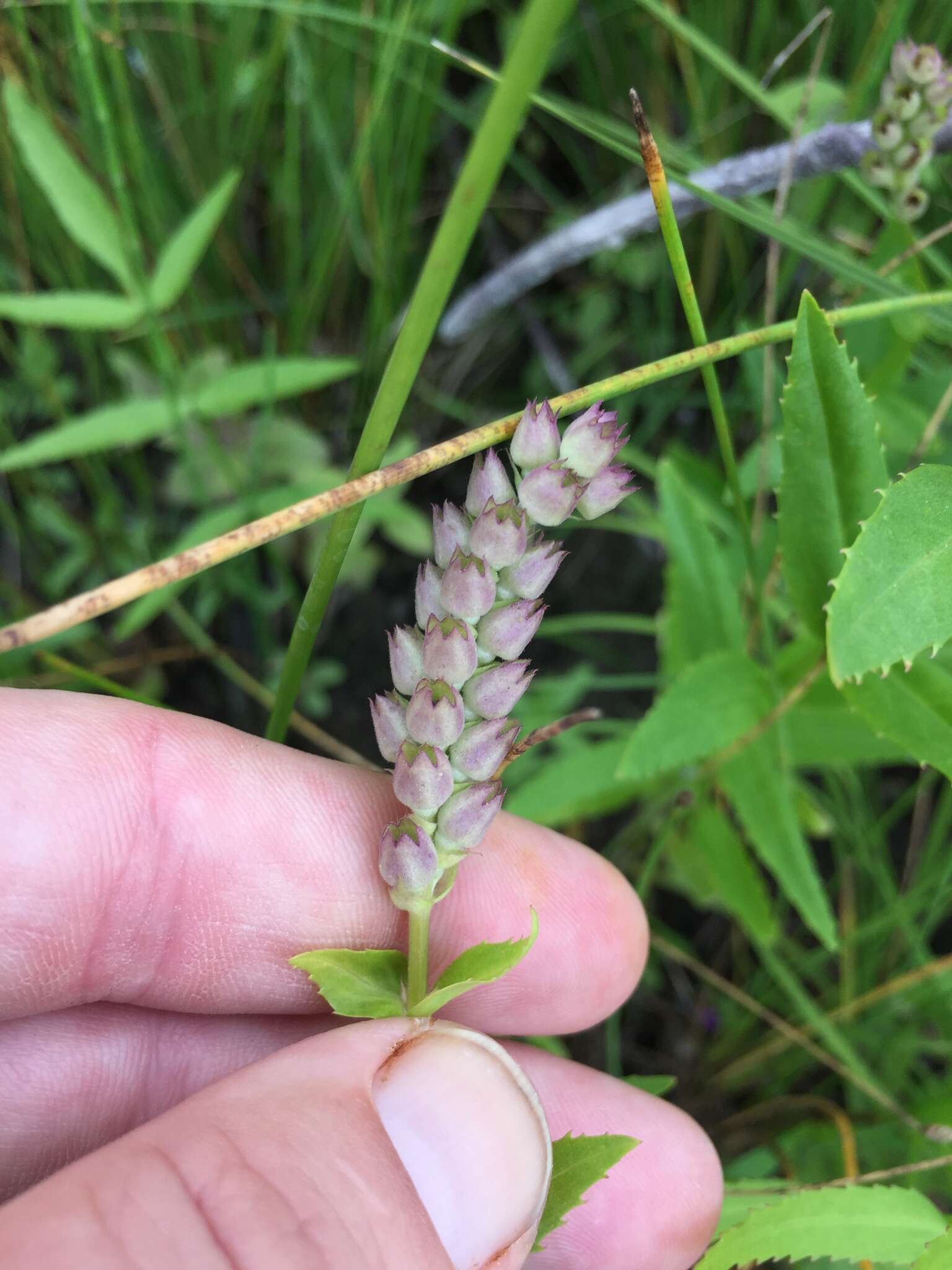 Image of Western False Dragonhead