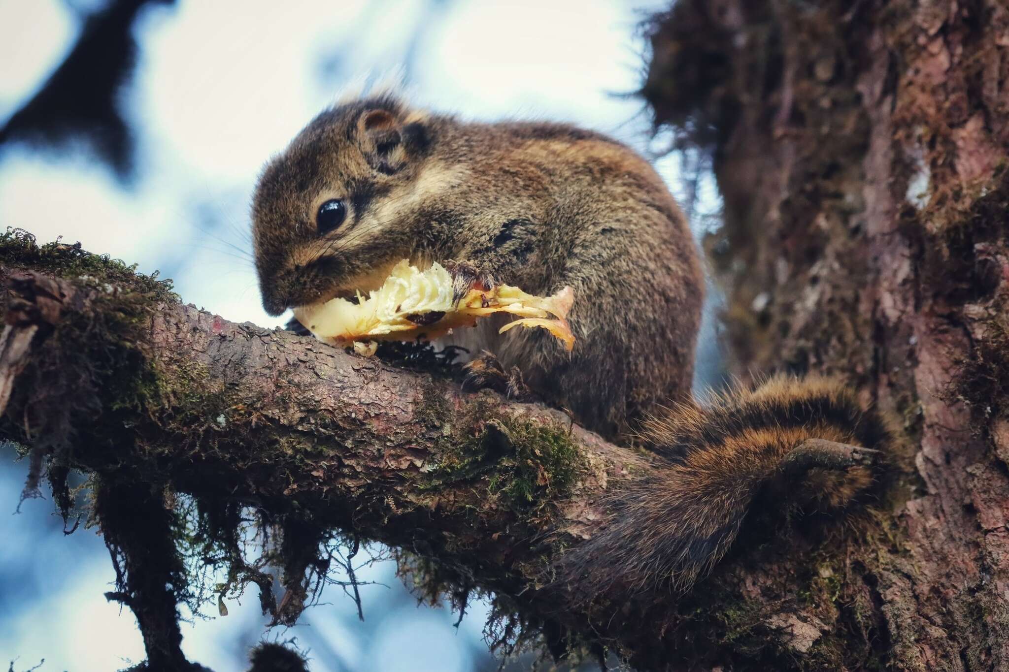 Image of Swinhoe's Striped Squirrel