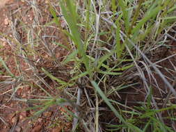 Sivun Oldenlandia herbacea (L.) Roxb. kuva