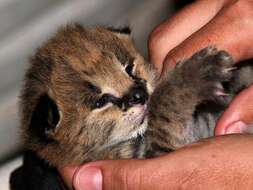 Image of Leptailurus serval serval (Schreber 1776)