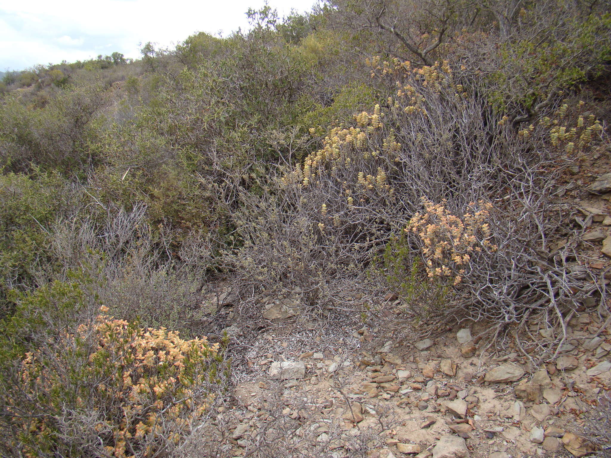 Image of Concertina plant