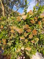 Image of <i>Eupatorium dodonaeifolium</i> DC.